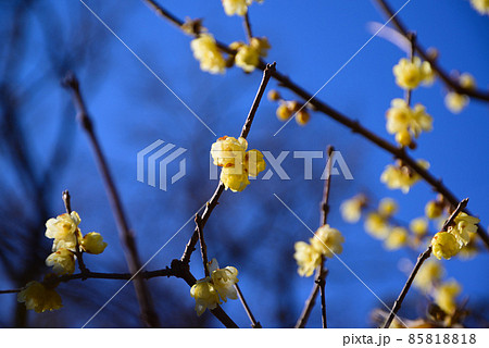 真冬に咲く蝋梅（ロウバイ） 85818818