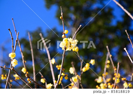 真冬に咲く蝋梅(ロウバイ) 真冬に咲く蝋梅(ロウバイ) 85818819