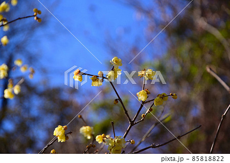 真冬に咲く蝋梅(ロウバイ) 真冬に咲く蝋梅(ロウバイ) 85818822