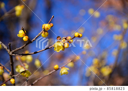 真冬に咲く蝋梅（ロウバイ） 85818823