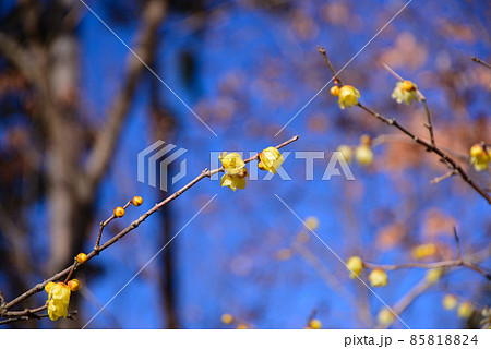 真冬に咲く蝋梅（ロウバイ） 85818824