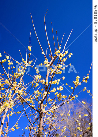 真冬に咲く蝋梅（ロウバイ） 85818846