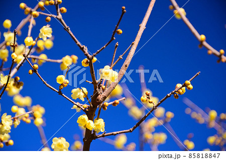 真冬に咲く蝋梅（ロウバイ） 85818847