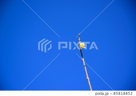 真冬に咲く蝋梅（ロウバイ） 85818852