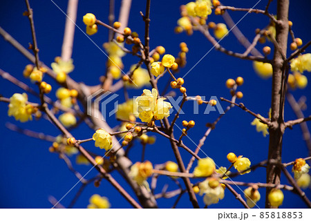 真冬に咲く蝋梅（ロウバイ） 85818853