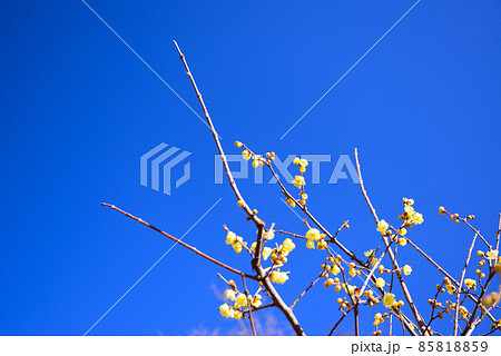 真冬に咲く蝋梅(ロウバイ) 真冬に咲く蝋梅(ロウバイ) 85818859