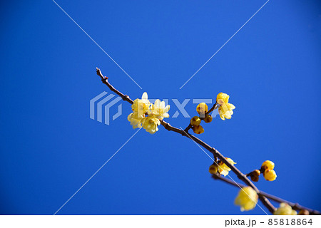 真冬に咲く蝋梅（ロウバイ） 85818864