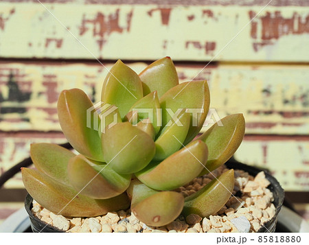 多肉植物月の王子 85818880