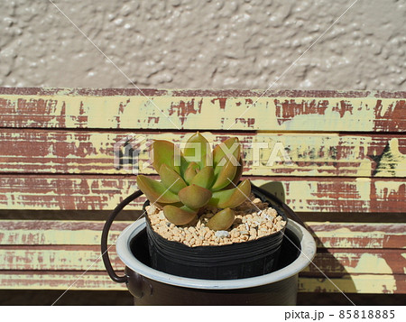 多肉植物月の王子 多肉植物月の王子 85818885