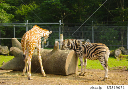 キリンとシマウマの写真素材 [85819071] - PIXTA