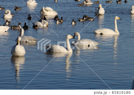 千葉県印西市本埜の白鳥の郷 ハクチョウのハート 千葉県印西市本埜の白鳥の郷 ハクチョウのハート 85819180