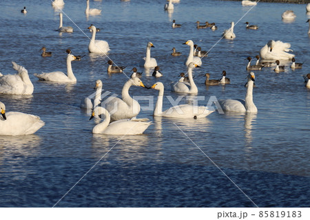 千葉県印西市本埜の白鳥の郷 ハクチョウのハート 千葉県印西市本埜の白鳥の郷 ハクチョウのハート 85819183
