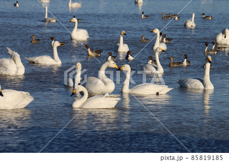 千葉県印西市本埜の白鳥の郷 ハクチョウのハート 千葉県印西市本埜の白鳥の郷 ハクチョウのハート 85819185