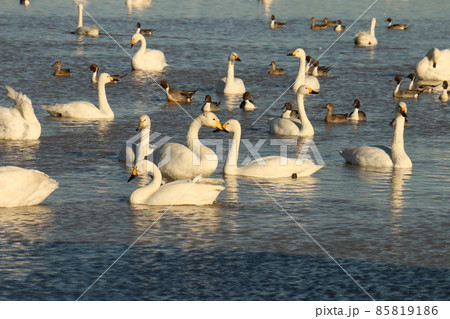 千葉県印西市本埜の白鳥の郷 ハクチョウのハート 千葉県印西市本埜の白鳥の郷 ハクチョウのハート 85819186