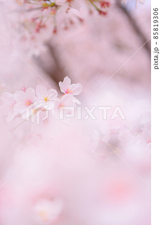 満開の桜・入学卒業イメージ（東京・隅田公園） 85819306
