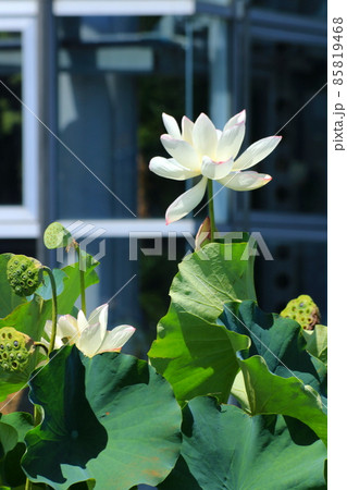 夏の日差しに負けず咲く白い蓮 夏の日差しに負けず咲く白い蓮 85819468