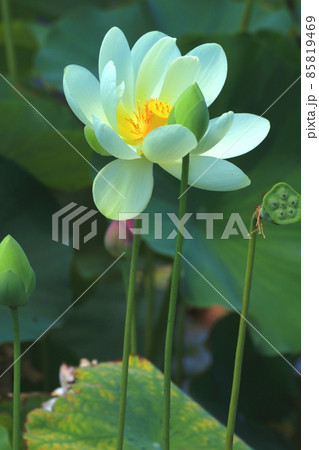 大きく花開く白い蓮 大きく花開く白い蓮 85819469