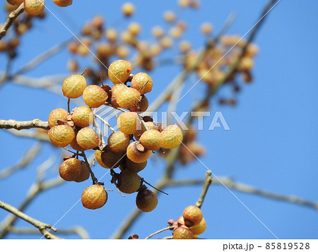 ムクロジの実：落葉した冬の状態 85819528