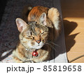 飼い猫の真冬の日光浴 85819658