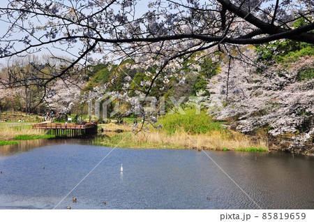 大和市泉の森 満開桜としらかしの池 大和市泉の森 満開桜としらかしの池 85819659
