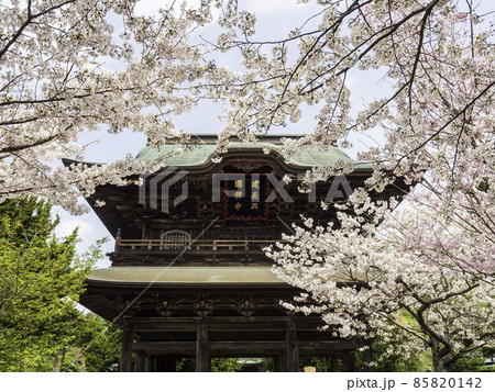北鎌倉・建長寺 三門と桜 北鎌倉・建長寺 三門と桜 85820142