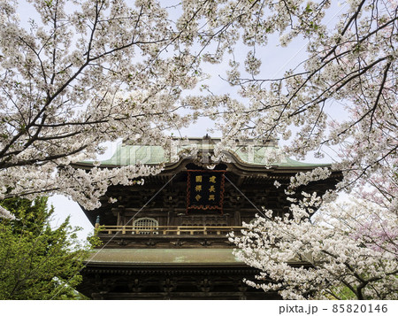 北鎌倉・建長寺 三門と桜 北鎌倉・建長寺 三門と桜 85820146