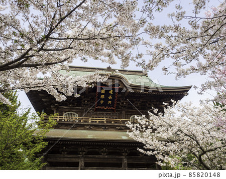北鎌倉・建長寺 三門と桜 北鎌倉・建長寺 三門と桜 85820148