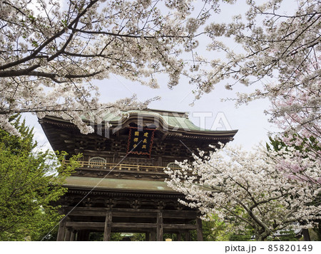 北鎌倉・建長寺 三門と桜 北鎌倉・建長寺 三門と桜 85820149