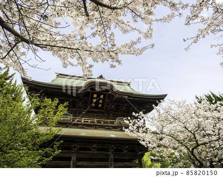 北鎌倉・建長寺 三門と桜 北鎌倉・建長寺 三門と桜 85820150