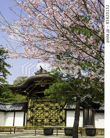北鎌倉・建長寺　唐門と桜 85820152