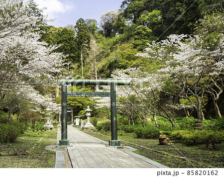 北鎌倉・建長寺　半僧坊の桜 85820162