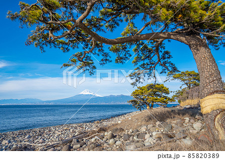 大瀬崎（沼津市）　駿河湾と松の木と富士山 85820389
