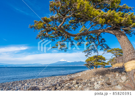 大瀬崎（沼津市）　駿河湾と松の木と富士山 85820391