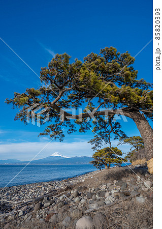 大瀬崎（沼津市）　駿河湾と松の木と富士山 85820393