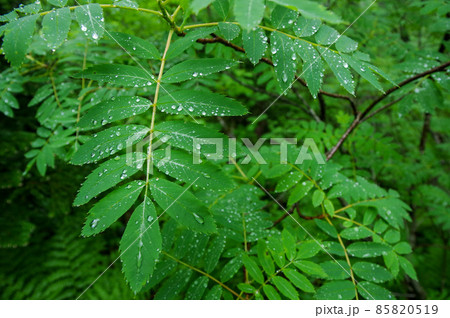 葉の上を転がる雫 85820519