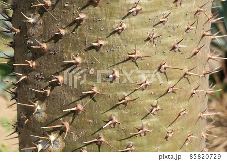 Pachypodium Lamerei Plants with Sharp Thorn 85820729