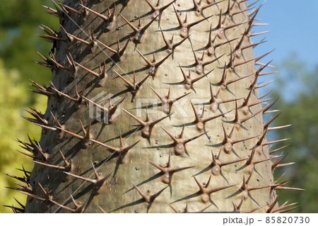 Pachypodium Lamerei Plants with Sharp Thorn 85820730