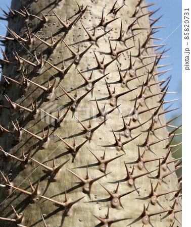 Pachypodium Lamerei Plants with Sharp Thorn 85820731