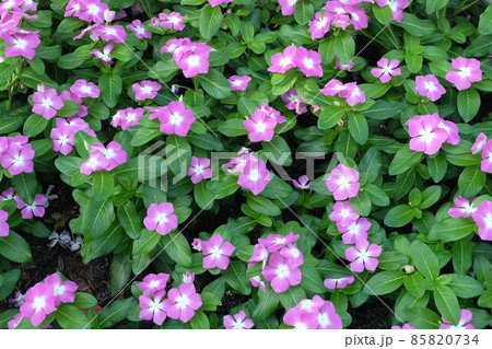 Pink Madagascar Periwinkle on Catharanthus Roseus Pink Madagascar Periwinkle on Catharanthus Roseus 85820734