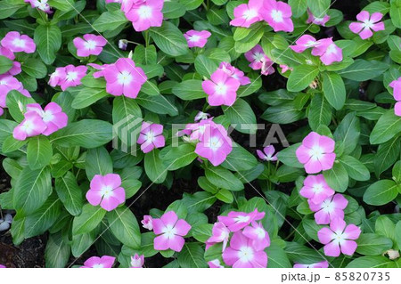Pink Madagascar Periwinkle on Catharanthus Roseus 85820735