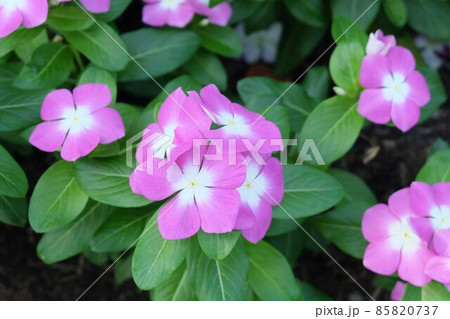Pink Madagascar Periwinkle on Catharanthus Roseus 85820737