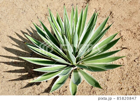 Beautiful Agave Plants Decoration in The Garden 85820847