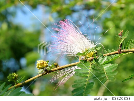 Calliandra Surinamensis or Mimosa Flowers 85820853