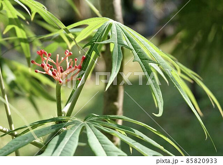 Jatropha Multifida or Coral Plant with Red Flowers on Tree 85820933