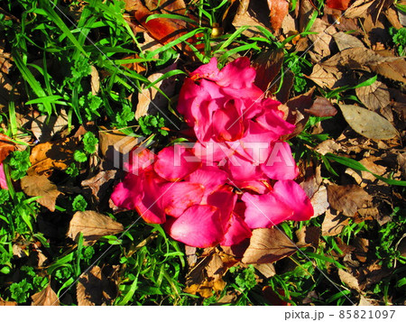 花びらのハート 花びらのハート 85821097