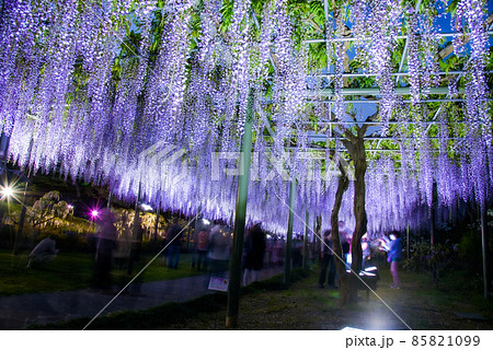 ライトアップされた藤棚 ライトアップされた藤棚 85821099