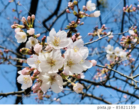 五分咲きの桜［乙川/愛知県岡崎市］ 85821159