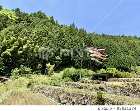 五月晴れの青空と山林の新緑が映える田植え直後の棚田に泳ぐ鯉のぼり［四谷千枚田/愛知県新城市］ 85821274