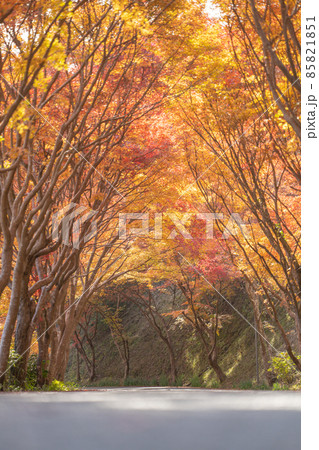内子町の竜王公園 85821851