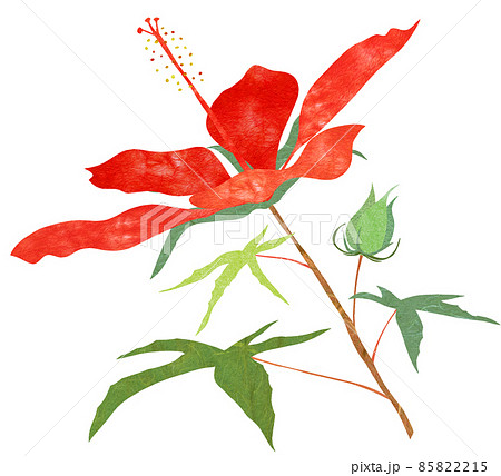 夏に咲く大輪の赤い花モミジアオイのイラスト素材